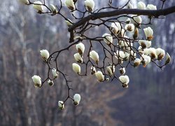 Kwiaty, Gałązka, Magnolia