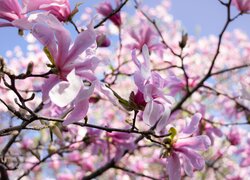 Kwiaty magnolii i pąki na gałązkach