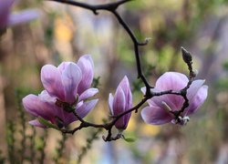 Różowa, Magnolia, Kwiaty, Gałązka