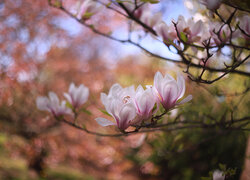 Różowe, Magnolie, Kwiaty, Krzewy