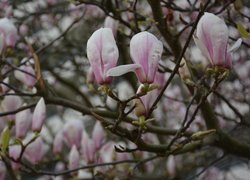 Kwiaty na gałązkach magnolii