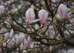 Magnolia, Gałązki, Różowe, Kwiaty