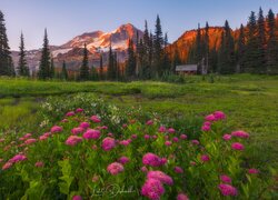 Kwiaty na łące i dom pod drzewami w Parku Narodowym Mount Rainier