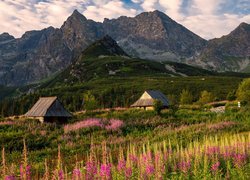 Góry, Tatry, Hala Gąsienicowa, Łąka Domy, Drewniane, Kwiaty, Wierzbówka kiprzyca, Tatrzański Park Narodowy, Polska