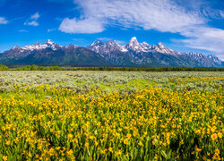 Stany Zjednoczone, Stan Wyoming, Park Narodowy Grand Teton, Góry, Pole, Łąka, Żółte, Kwiaty