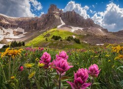 Kwiaty na łące i góry San Juan Mountain w oddali