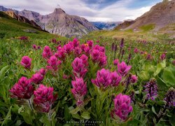 Kwiaty na łące i góry San Juan Mountains w oddali