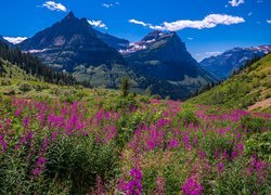 Park Narodowy Glacier, Góry Skaliste, Łąka, Kwiaty, Drzewa, Montana, Stany Zjednoczone