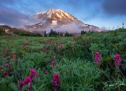 Kwiaty na łące i mgła nad stratowulkanem Mount Rainier