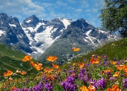 Kwiaty na łące i ośnieżone góry