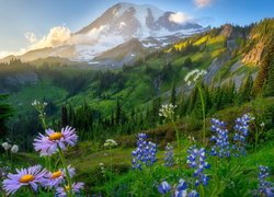 Łąka, Stratowulkan Mount Rainier, Park Narodowy Mount Rainier, Góry, Fioletowe, Kwiaty, Łubin, Wschód słońca, Stan Waszyngton, Stany Zjednoczone