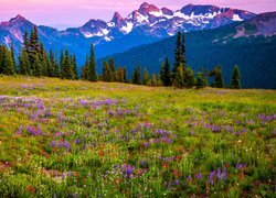Góry, Łąka, Kwiaty, Stratowulkan Mount Rainier, Park Narodowy Mount Rainier, Stan Waszyngton, Stany Zjednoczone