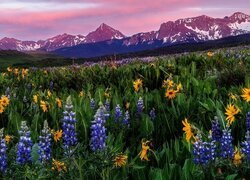 Stany Zjednoczone, Kolorado, Góry, San Juan Mountains, Mount Sneffels, Łąka, Kwiaty, Łubin