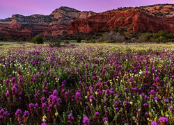 Kwiaty, Łąka, Góry, Sedona, Arizona, Stany Zjednoczone