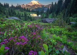 Stany Zjednoczone, Waszyngton, Park Narodowy Mount Rainier, Góry, Jezioro, Tipsoo Lake, Łąka, Kwiaty, Drzewa