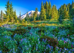 Kwiaty na łące na tle stratowulkanu Mount Rainier pod błękitnym niebem