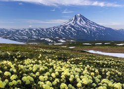 Kwiaty na łące na tle wulkanu Kluczewska Sopka na Kamczatce