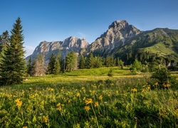 Kwiaty na łące u podnóża Alp