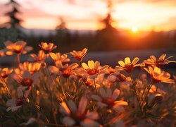 Kwiaty na łące w blasku zachodzącego słońca
