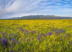 Polne, Kwiaty, Łąka, Góry, Rezerwat przyrody, Carrizo Plain National Monument, Kalifornia, Stany Zjednoczone