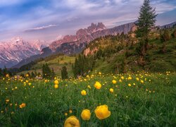 Góry, Dolomity, Dolina, Drzewa, Łąka, Żółte, Kwiaty