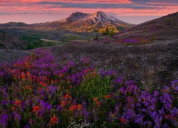 Góry Kaskadowe, Góra, Wulkan Mount St Helens, Drzewa, Łąka, Kwiaty, Castilleja, Wschód słońca, Stan Waszyngton, Stany Zjednoczone