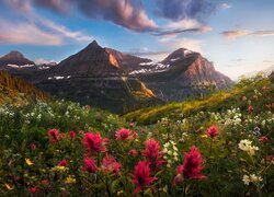Kwiaty na polanie i rozświetlone góry