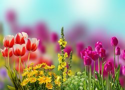 Kwiaty, Tulipany, Rozmycie, Grafika