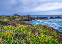 Kwiaty na skalistym wybrzeżu Big Sur w Kalifornii