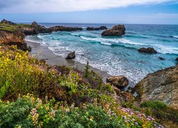 Morze, Skały, Kwiaty, Wybrzeże Big Sur, Kalifornia, Stany Zjednoczone