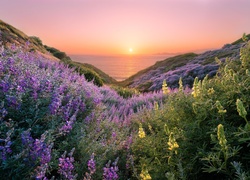 Stany Zjednoczone, Stan Kalifornia, San Francisco, Szlak Coastal Trail, Kwiaty, Łubin, Zachód słońca, Morze, Wzgórza