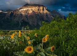 Góra, Jezioro, Chmury, Żółte, Białe, Kwiaty, Park Narodowy Waterton Lakes, Alberta, Kanada