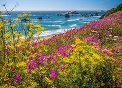 Stany Zjednoczone, Oregon, Morze, Skały, Kwiaty, Wybrzeże, Park stanowy, Samuel H. Boardman
