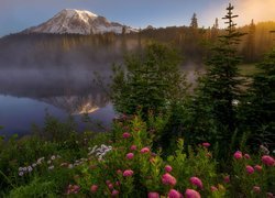 Kwiaty nad jeziorem Reflection Lake w Parku Narodowym Mount Rainier