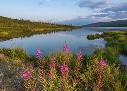 Kwiaty nad jeziorem w Parku Narodowym Denali na Alasce