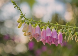 Kwiaty naparstnicy purpurowej