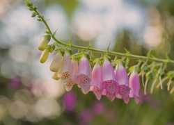 Naparstnica purpurowa, Kwiat