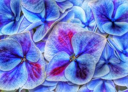 Kwiaty niebiesko-różowej hortensji w zbliżeniu