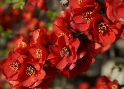Roślina, Kwiaty, Czerwone, Pigwowiec japoński