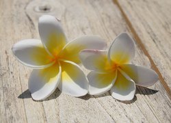 Kwiaty, Plumeria, Deski