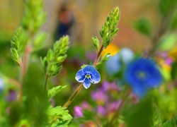 Przetacznik ożankowy, Niebieski, Kwiatek