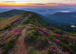Góry, Ścieżka, Kwiaty, Roślinność, Zachód słońca