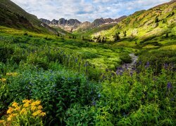Stany Zjednoczone, Kolorado, Góry, San Juan Mountains, Łąka, Kolorowe, Kwiaty, Strumyk, Poranek