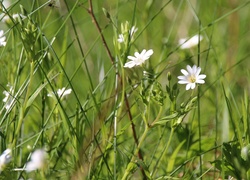 Kwiaty rogownicy pośród źdźbeł trawy