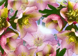 Kwiaty różowego ciemiernika w grafice