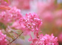 Kwiaty różowej hortensji na rozmytym tle