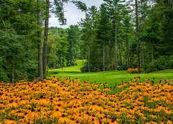 Park, Kwiaty, Rudbekia, Trawniki, Drzewa