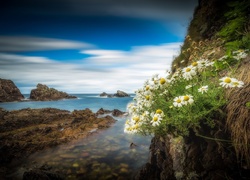 Kwiaty rumianku na skale u wybrzeży Szkocji