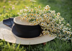 Kwiaty rumianu na kapeluszu