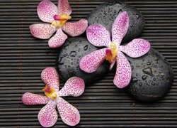 Kwiaty storczyka na mokrych kamieniach